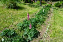 lupinus_230502_04