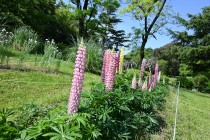 lupinus_230511_02