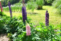 lupinus_230517_02