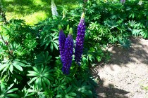 lupinus_230525_02