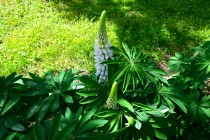 lupinus_230525_03