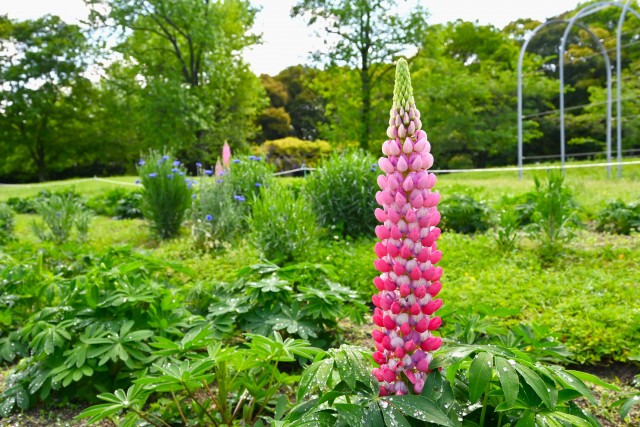 lupinus_240425_01