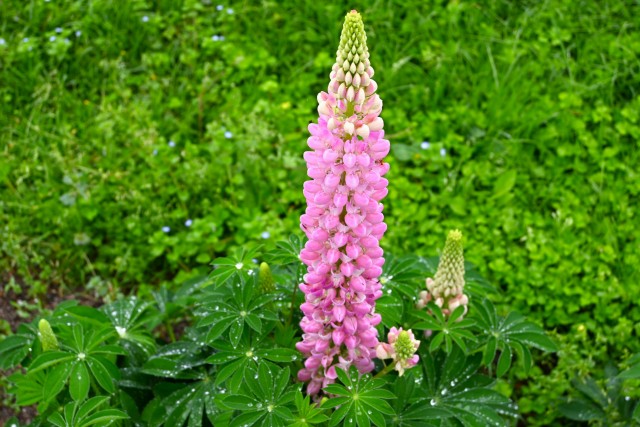 lupinus_240430_01