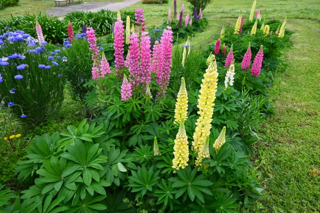 lupinus_240508_01