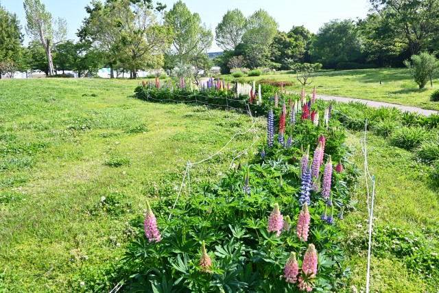lupinus_250501_03