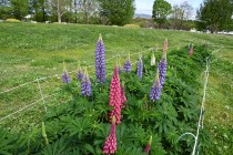 lupinus_250424_02