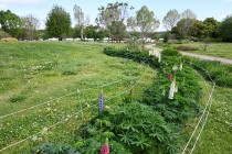 lupinus_250424_03