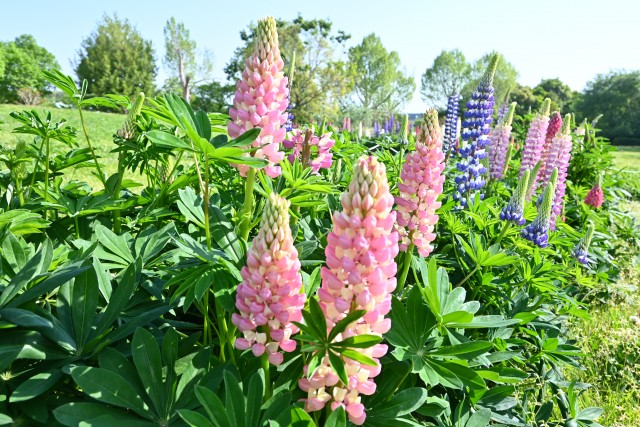 lupinus_250501_01