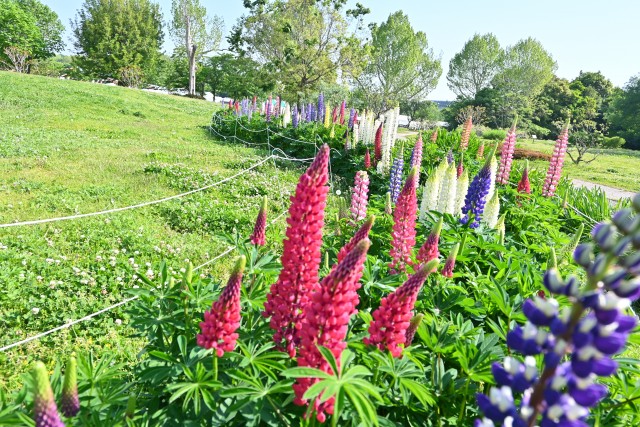lupinus_250501_02