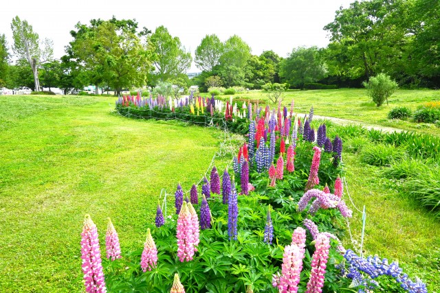 lupinus_250507_01