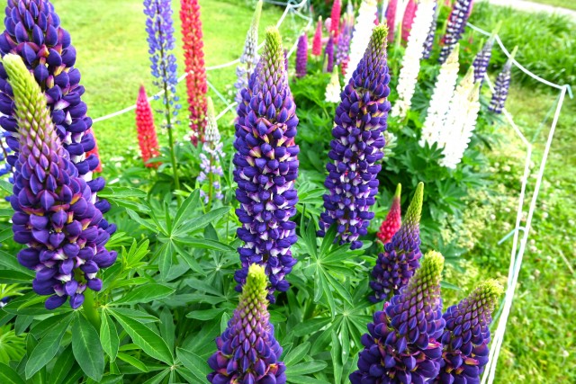 lupinus_250507_02