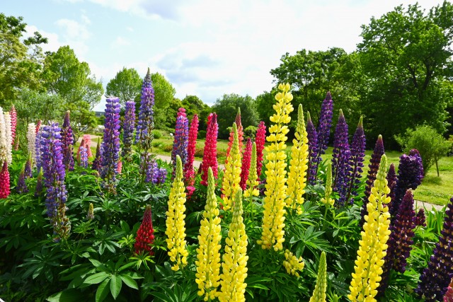lupinus_250507_03