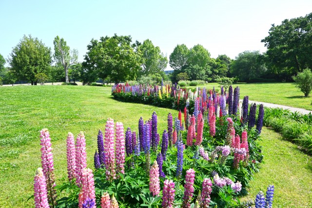 lupinus_250513_01