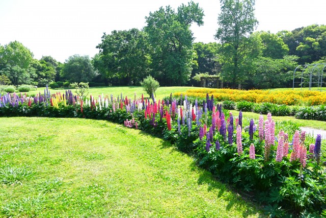 lupinus_250513_02