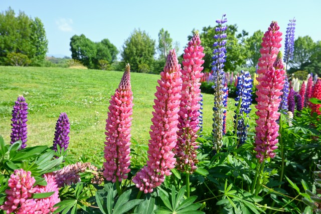 lupinus_250513_03