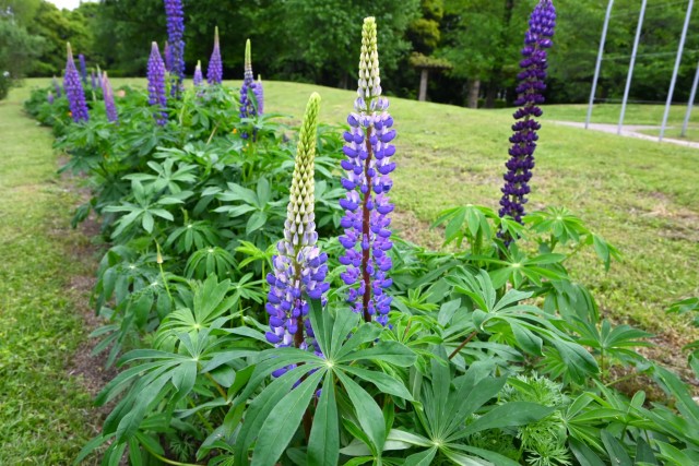 lupinus_260429_01