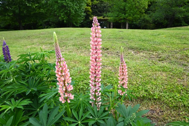 lupinus_260429_02