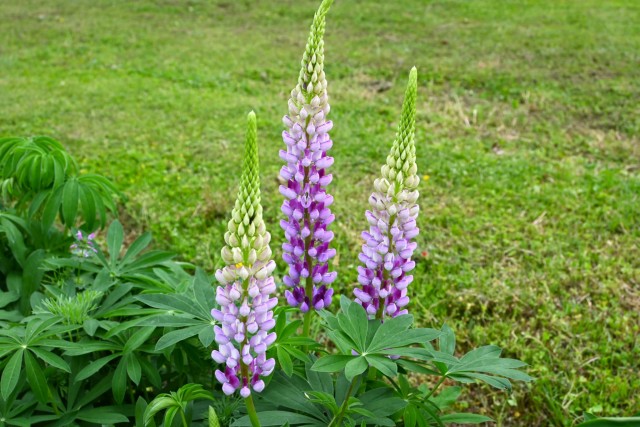lupinus_260429_03