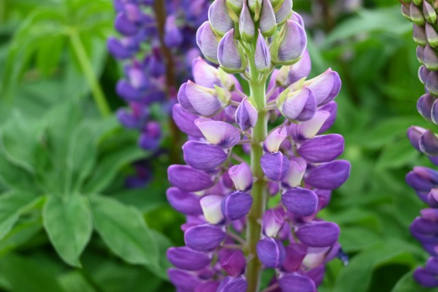 lupinus_260429_04