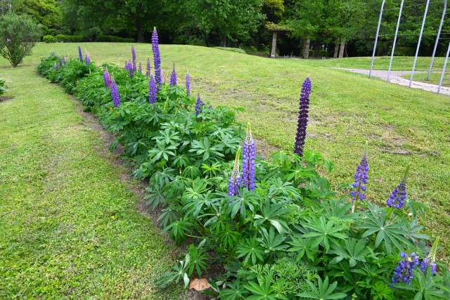 lupinus_260429_05