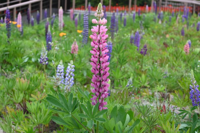 lupinus_260513_01