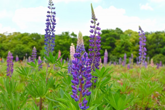 lupinus_260513_02