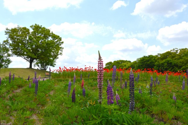 lupinus_260513_03