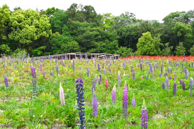 lupinus_260513_04