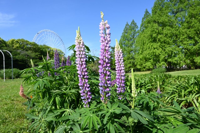 lupinus_hanahakkei_260505_01