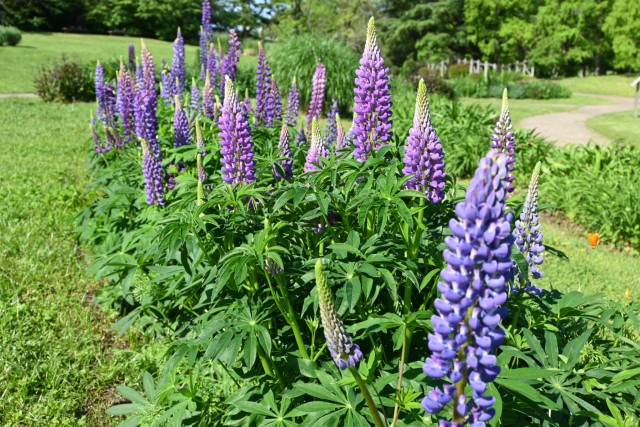 lupinus_hanahakkei_260505_02