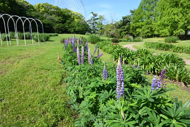 lupinus_hanahakkei_260505_03