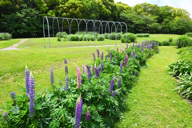 lupinus_hanahakkei_260513_01