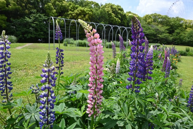 lupinus_hanahakkei_260513_02