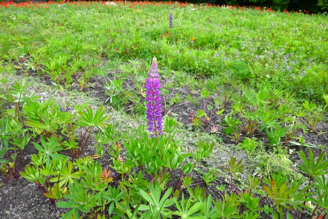 lupinus_hananooka_260429_01