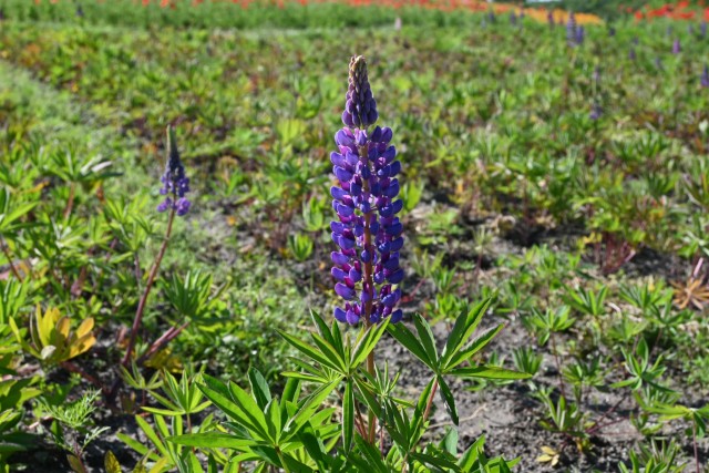 lupinus_hananooka_260505_01