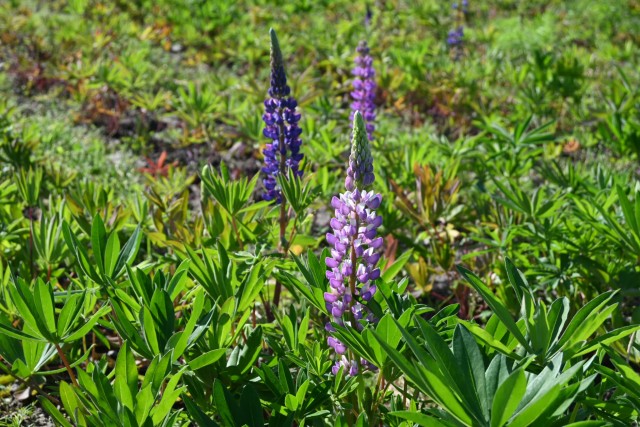 lupinus_hananooka_260505_02