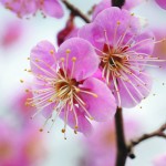 万博記念公園 梅まつり〜見ごろを迎えています〜