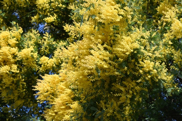 ミモザ様 ミモザ様 リクエスト 2点 まとめ商品