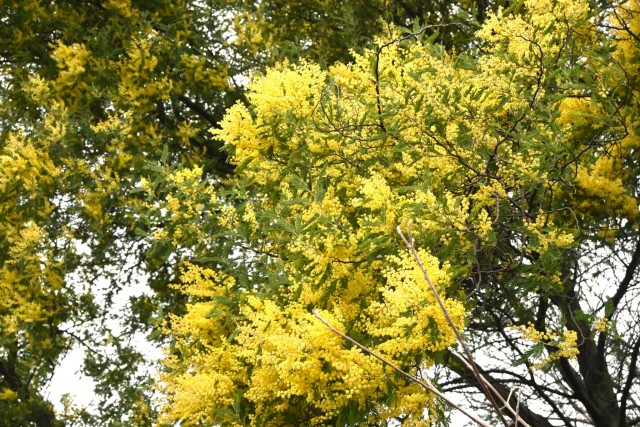 mimoza_260325_01