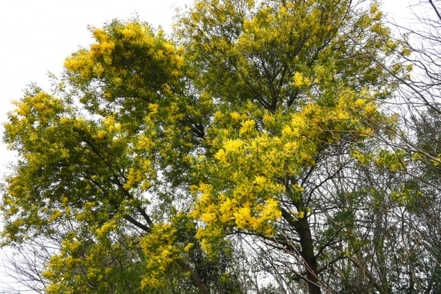 mimoza_260325_02