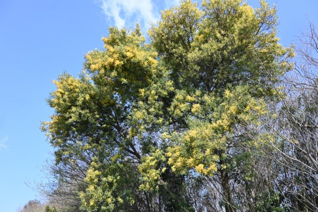 mimoza_260402_01