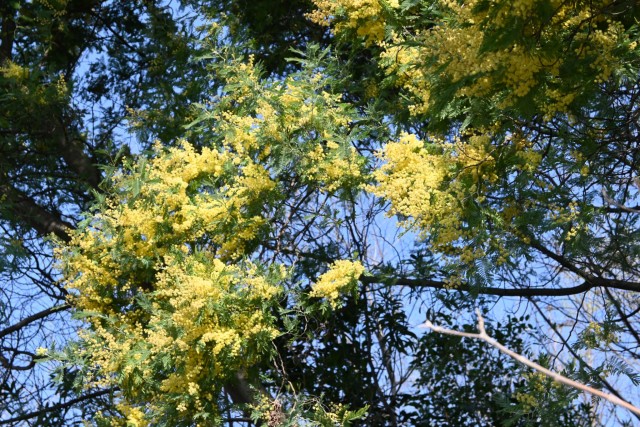 mimoza_260402_02