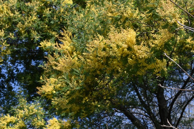 mimoza_260402_03