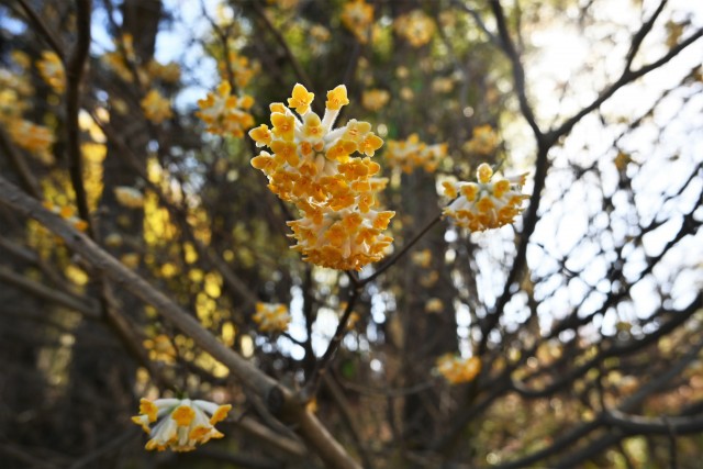 mitsumata_230315_01