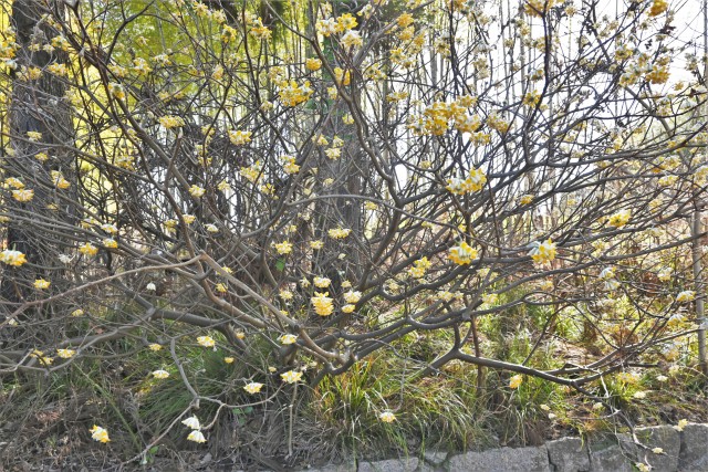 mitsumata_230315_02