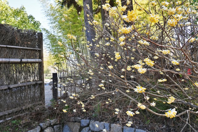 mitsumata_230315_03