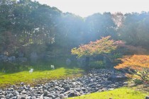 miyama_231116_01