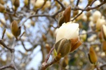 mokuren_250324_02