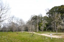 mokuren_250324_03
