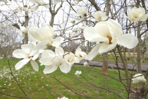 mokuren_250328_02
